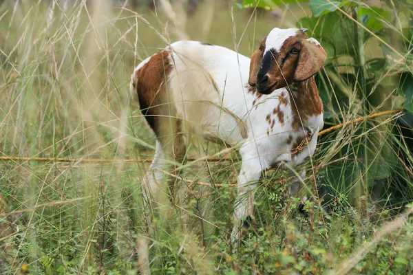 Goats on the farm