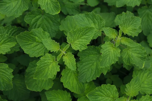 Organic pudina on the farm