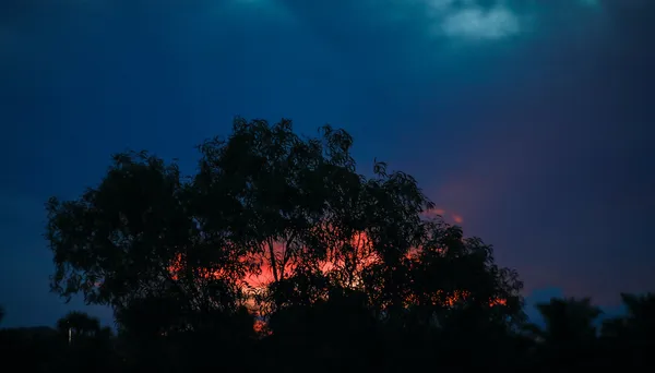 Sunset through the trees